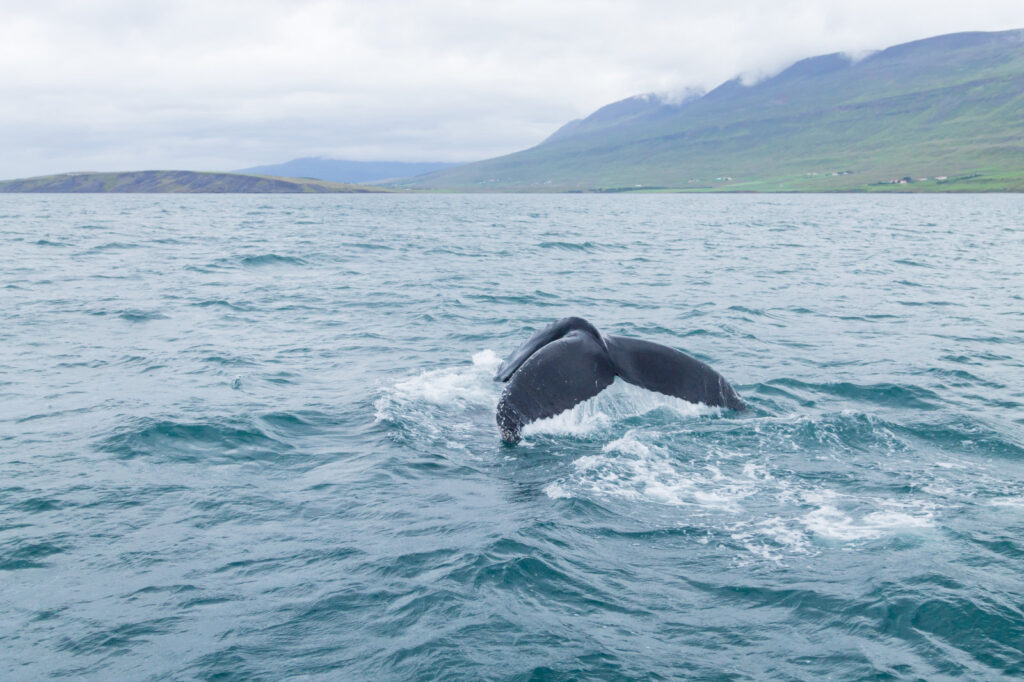 Północna Islandia – Akureyri oraz jezioro Mývatn
